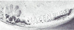 Grösstes Online Verzeichnis von Schweizer Keramik Signaturen, Pressmarken und Keramikstempel der Schweiz, Online Datenbank - (C) by Antik und Rar